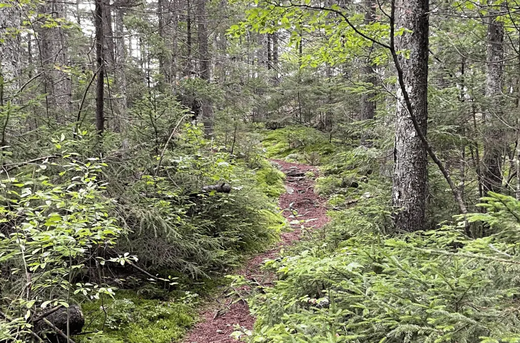 A trail through the woods leading away from us, with bright green foliage. 
